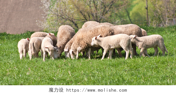 在草地上觅食的绵羊绵羊羊群